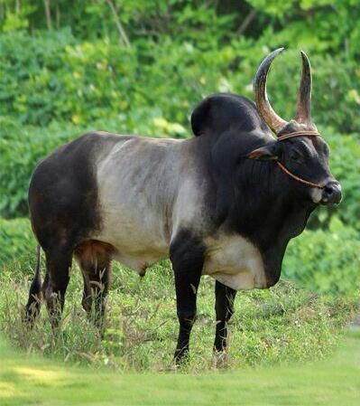 Premium Cattle